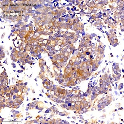 Anti-Caspase -3 conejo pab