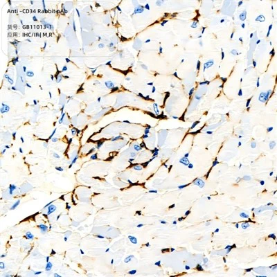 Pab de conejo anti-cd34